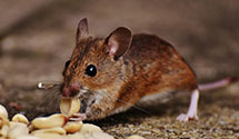 24 Hour & Emergency Exterminators in Newportville, PA